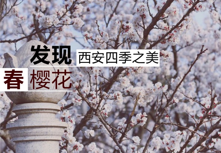 发现西安四季之美 | 春之樱花