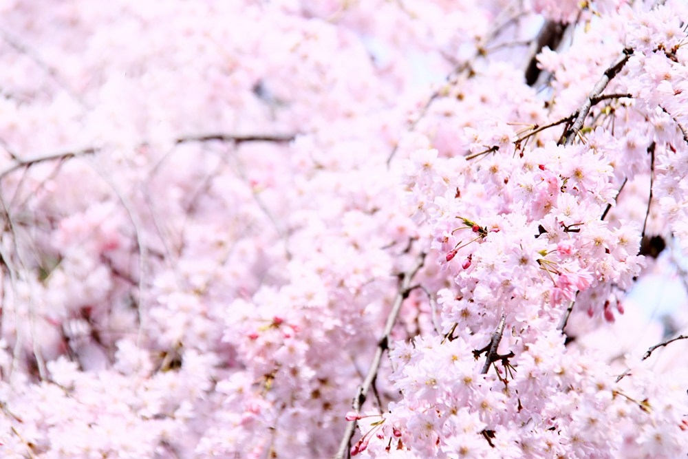 发现西安四季之美 | 春之樱花